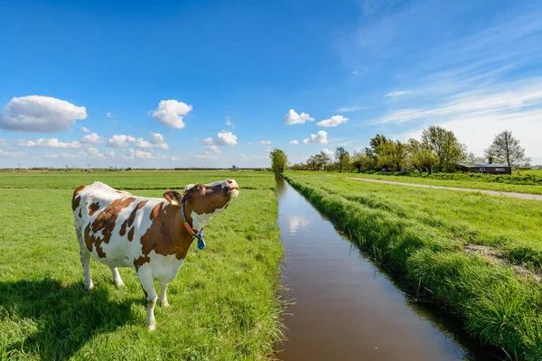 Vaca Junto Una Zanja Pólder Cerca Rotterdam Países Bajos — Foto de Stock