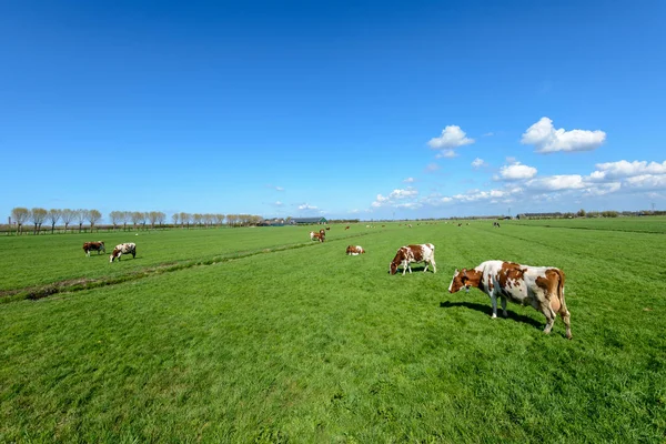 Kor Ängen Typisk Nederländska Poldern Landskapet Nära Rotterdam Nederländerna — Stockfoto