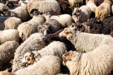 Birlikte küçük bir alanda tahrik koyun sürüsü. Koyun çiftliği, Texel, Hollanda