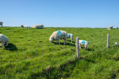 Koyun çim lezbiyen üstüne kısa korumak. Ada Texel, Hollanda Doğu Sahili boyunca uzun güçlendirdi ve yüksek lezbiyen.