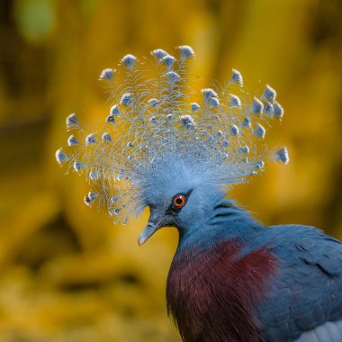 Güzel Victoria güvercin tacını gururla onun tüyleri headdress görüntüler. Gözleri kırmızı.