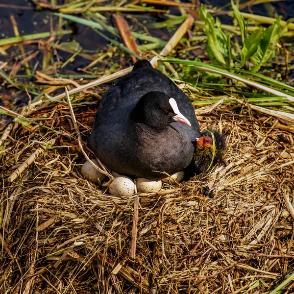 Mother Coot Brooding Her Nest One Young Has Already Come — Stock Photo, Image