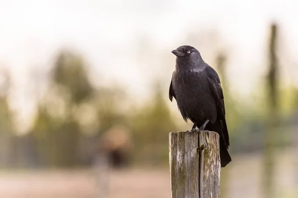 Een Mooie Kauw Een Paal Uitkijk Gemeenschappelijke Jackdaw Een Veld — Stockfoto