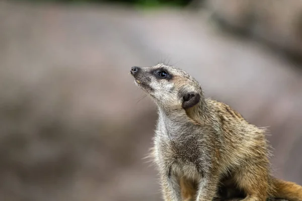 Meerkat Opgezocht Interesse Levensmiddelen Verwacht Stokstaartjes Zijn Stamgasten Een Dierentuin — Stockfoto