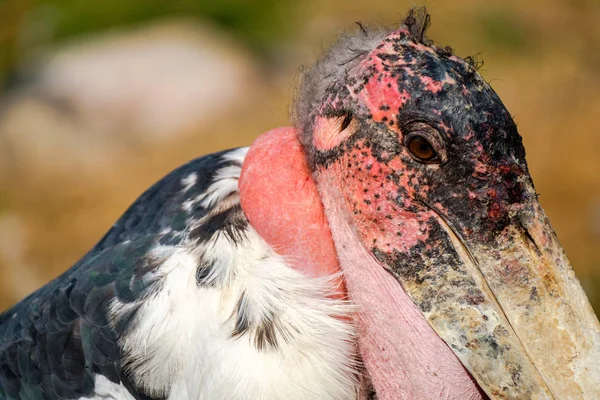 Ugly Marabou stork head, bald and red with large bill. The marabou stork  is a large wading bird. It is sometimes called the undertaker bird.
