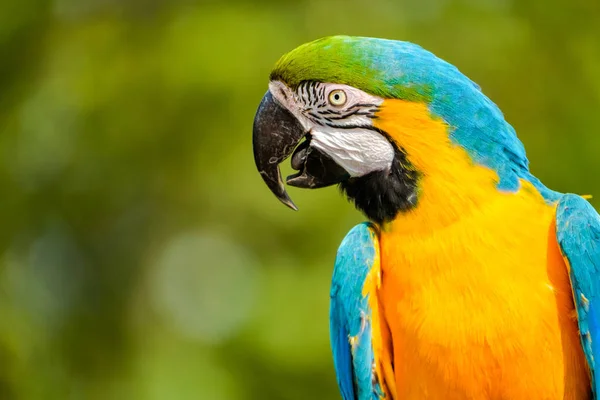 Retrato Hermoso Guacamayo Azul Amarillo Abierto Pico Poco Parece Que —  Fotos de Stock