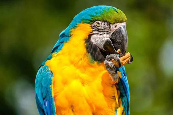 Retrato Uma Bela Arara Azul Amarela Comendo Uma Noz Ele — Fotografia de Stock