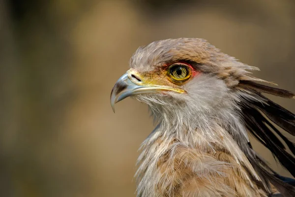 Portret Profil Ptak Sekretarz Głowa Wokół Oczu Dziób Jest Ładnie — Zdjęcie stockowe
