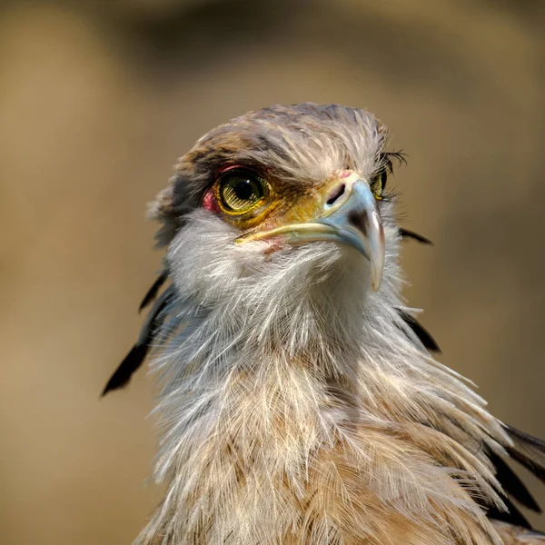 Portretul Unei Păsări Secretare Capul Jurul Ochilor Ciocul Este Frumos — Fotografie, imagine de stoc