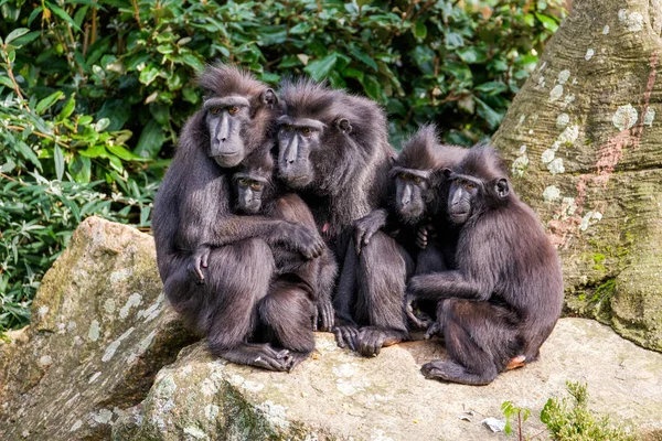 Family portrait of crested macaque monkeys, father and mother and 3 young monkeys sitting closely together on a rock, ready for the family picture.