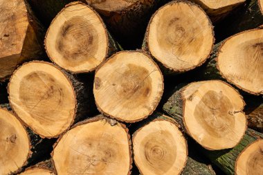 Taze Boyutlanmış kalın kavak ahşap günlükleri yığını.