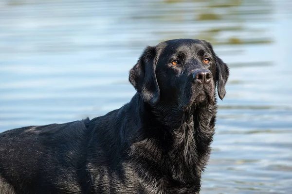 黑色拉布拉多猎犬男性成人 站在池塘和准备发挥 — 图库照片