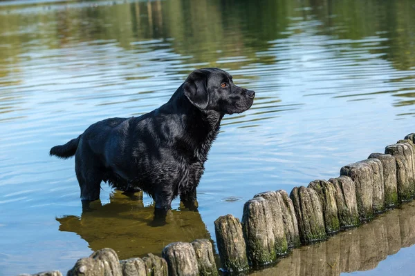黑色拉布拉多猎犬男性成人 站在池塘和准备发挥 — 图库照片