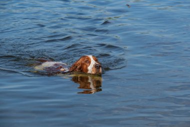 Welsh sıçramak İspanyol köpeği küçük bir gölde yüzüyor. Su bu köpekleri seviyorum.