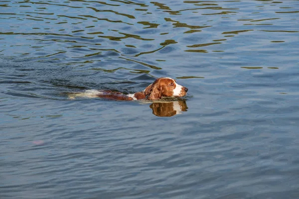 Ουαλικά Springer Spaniel Σκυλί Κολυμπά Μια Μικρή Λίμνη Αυτοί Σκύλοι — Φωτογραφία Αρχείου