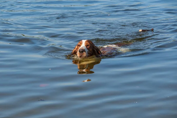 Welsh Sıçramak Spanyol Köpeği Küçük Bir Gölde Yüzüyor Köpekleri Seviyorum — Stok fotoğraf