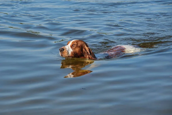 Welsh Springer Spaniel Hund Simmar Liten Sjö Dessa Hundar Älskar — Stockfoto