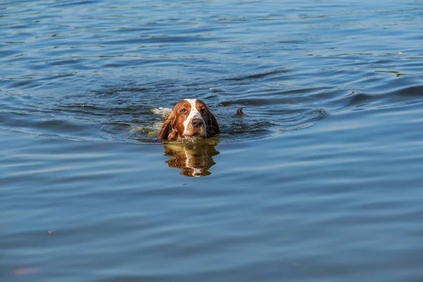 Walijski Springer Spaniel Pies Pływa Niewielkim Jeziorem Psy Miłość Wody — Zdjęcie stockowe