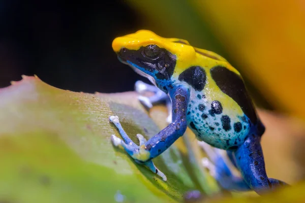 The dyeing dart frog,  or dyeing poison frog (Dendrobates tinctorius) is a species of poison dart frog