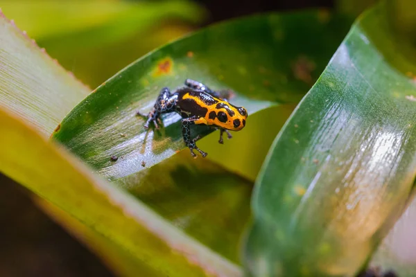 Ranitomeya Imitator Jeberos Uma Espécie Anfíbio Família Ranidae Seu Nome — Fotografia de Stock