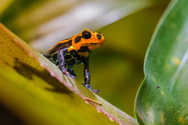 Мимический ядовитая лягушка, Ranitomeya подражатель Джеберос является одним из видов ядовитый дротик лягушка найдены в северо-центральной области восточного Перу. Его распространённое название - имитация ядовитой лягушки и ядовитой стрелы.
,