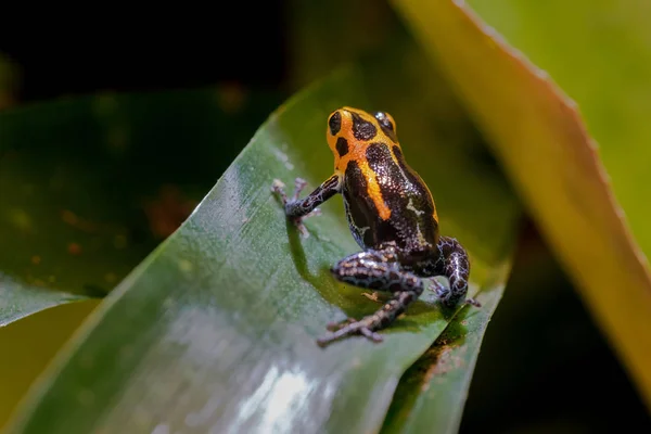 模仿毒蛙 Ranitomeya Jeberos 是一个物种的毒镖青蛙发现在北部中部地区的秘鲁东部 它的共同的名字包括模仿毒青蛙和毒箭青蛙 — 图库照片