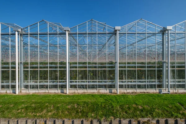 ウエストランド商業ガラス温室 ウエストランドは オランダの領域です それは国の西部の部分にあります 野菜と花のハイテク工業生産 — ストック写真