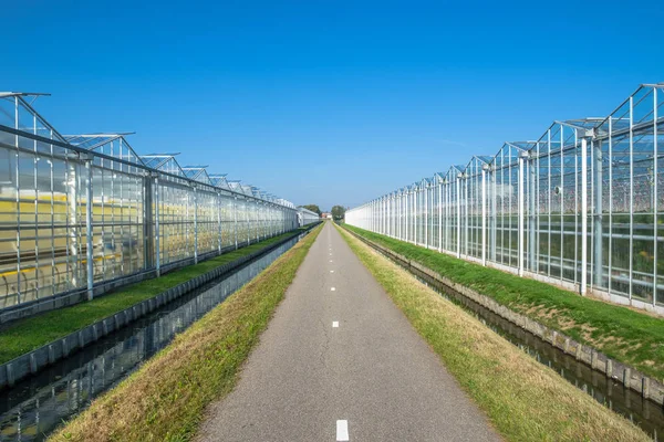 Kommersiella Glas Växthus Westland Westland Region Nederländerna Det Ligger Den — Stockfoto