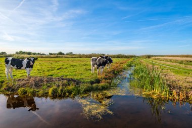 Hendek Hollanda Rotterdam, yakınındaki bir güzel polder peyzaj bir çayırda meraklı genç ineklerin ve geniş bir yelpazede onların yansımalar.