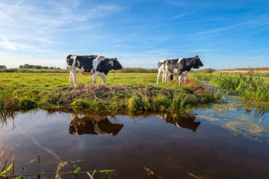 Hendek Hollanda Rotterdam, yakınındaki bir güzel polder peyzaj bir çayırda meraklı genç ineklerin ve geniş bir yelpazede onların yansımalar.