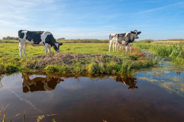 Curiosas Vacas Jóvenes Prado Sus Reflexiones Una Amplia Zanja Hermoso — Foto de Stock