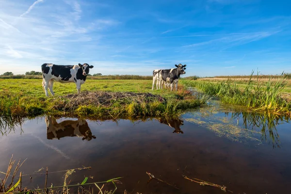 Curiosas Vacas Jóvenes Prado Sus Reflexiones Una Amplia Zanja Hermoso — Foto de Stock