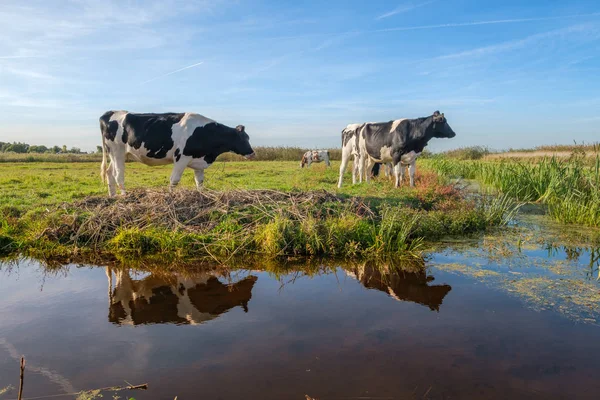 Nieuwsgierige Dat Jonge Koeien Een Weide Hun Reflecties Een Brede — Stockfoto