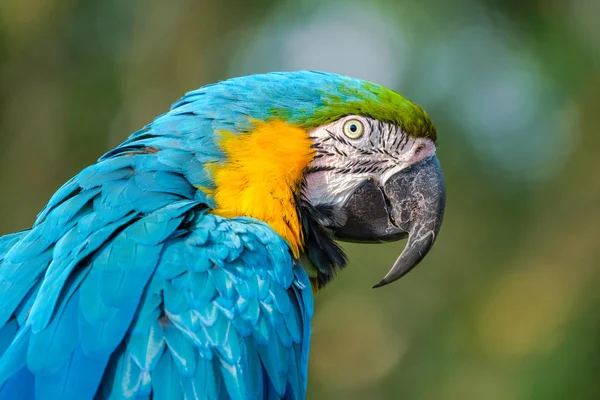 Guacamayo Azul Dorado Con Hermoso Cuerpo Azul Pecho Amarillo Limón —  Fotos de Stock