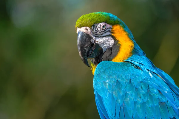 Blauw Goud Ara Met Een Schitterende Blauwe Lichaam Donkere Citroen — Stockfoto