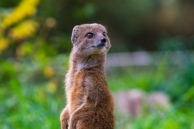 The yellow mongoose standing and looking watchful. The yellow mongoose lives in open country in the south of Africa. clipart