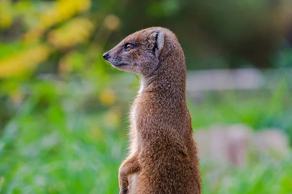 Gele Mangoeste Permanent Zoek Waakzaam Gele Mangoeste Woont Het Platteland — Stockfoto