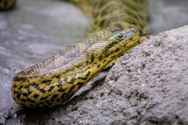 Genç Anaconda çevresindeki dili ile tarar.