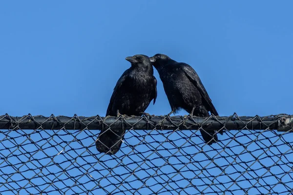 Zwei Krähen Auf Einem Zaun Schauen Sich — Stockfoto