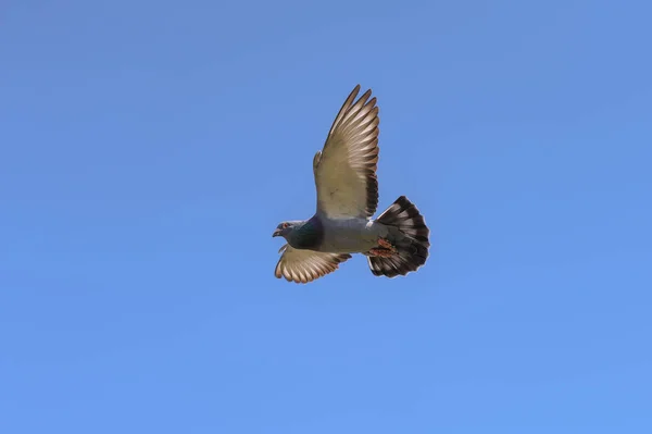 Pombo Voa Com Suas Asas Largas Céu Azul Luz Brilha — Fotografia de Stock