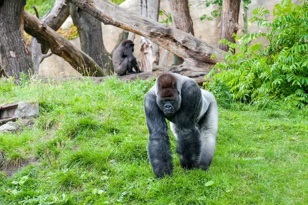 Male silverback gorilla comes towards the camera, in the background a young gorilla playing on tree trunks.