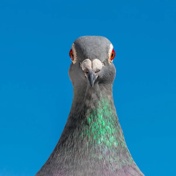 Racing Pigeon Poses Front Lens Camera — Stock Photo, Image