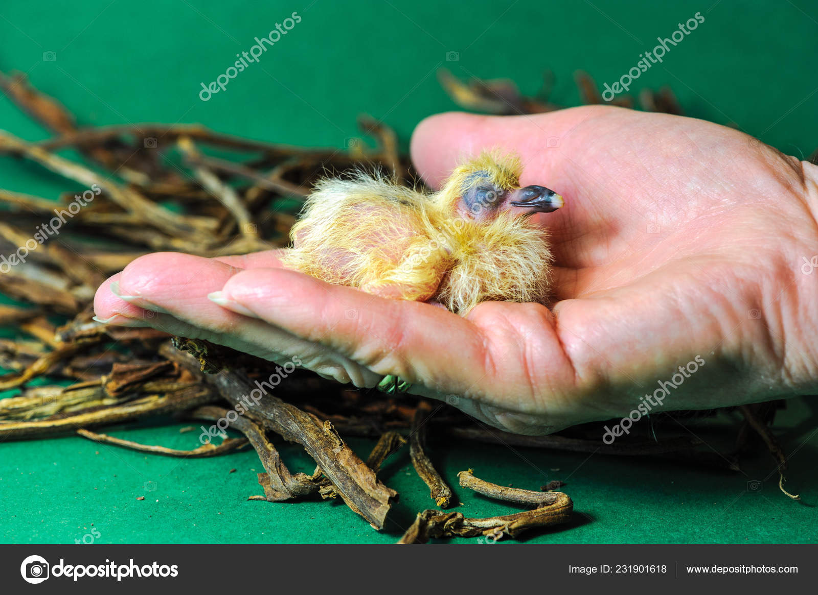 Bebe Pigeon Images Libres De Droit Photos De Bebe Pigeon Depositphotos Bebe Pigeon Images Libres De Droit Photos De Bebe Pigeon Depositphotos