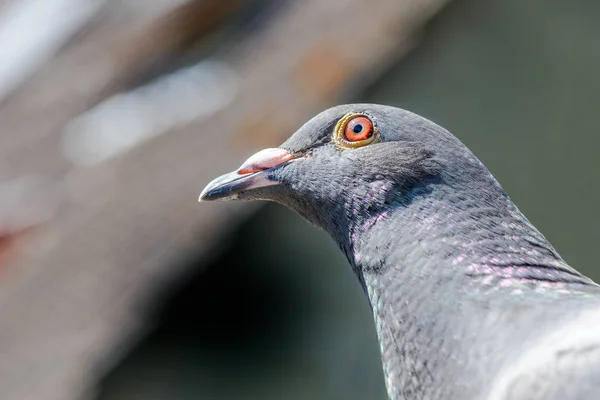 Portrait Pigeon Course Retour Regardant Dans Caméra — Photo