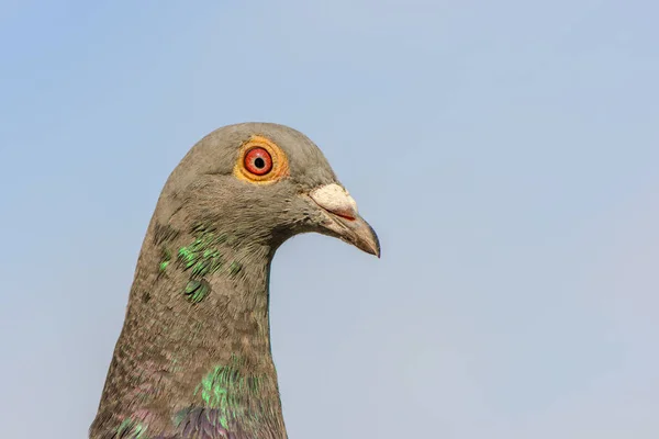 Portrait Pigeon Course Retour Regardant Dans Caméra — Photo