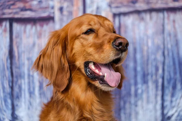 Porträtt Vacker Ung Irländsk Setter Hund Som Utgör Prydligt Med — Stockfoto
