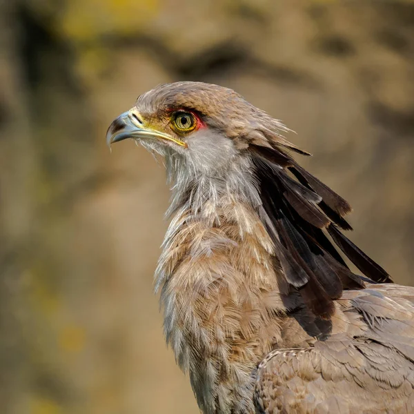 Portrait Oiseau Secrétaire Oiseau Regarde Droit Dans Caméra Tête Autour — Photo