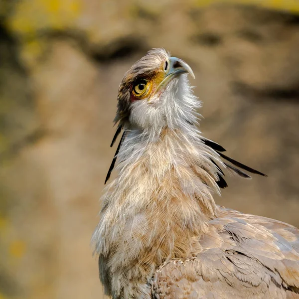 Portrait Oiseau Secrétaire Oiseau Regarde Droit Dans Caméra Tête Autour — Photo