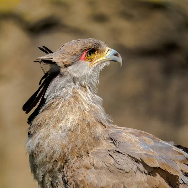 Portrait of a secretary bird, the bird looks straight into the camera. Head around the eyes and beak is nicely colored.