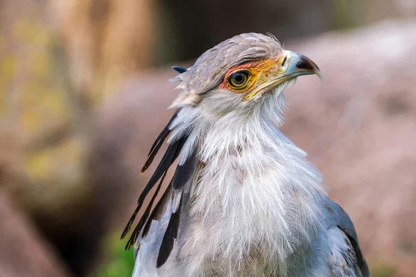 Portrait Oiseau Secrétaire Oiseau Regarde Droit Dans Caméra Tête Autour — Photo